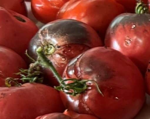 Sgt. Peppers Tomato