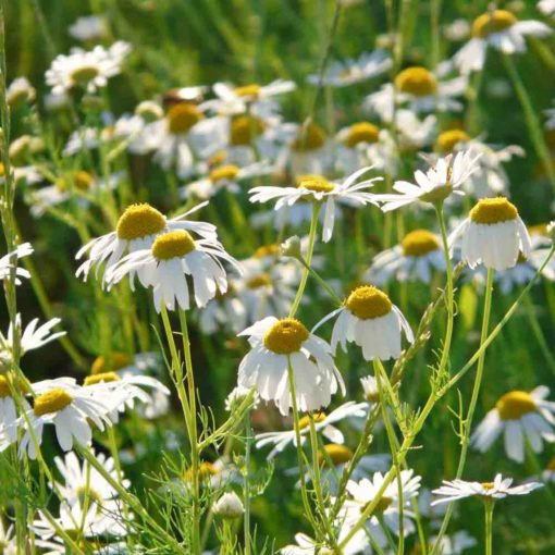 German Chamomile