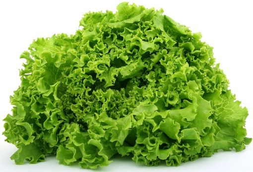 Green Ice Leaf Lettuce